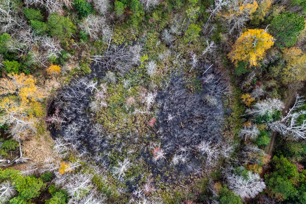 0 County Road 511 Kennard, TX 75847 - Photo 9 of 40 a picture of tree