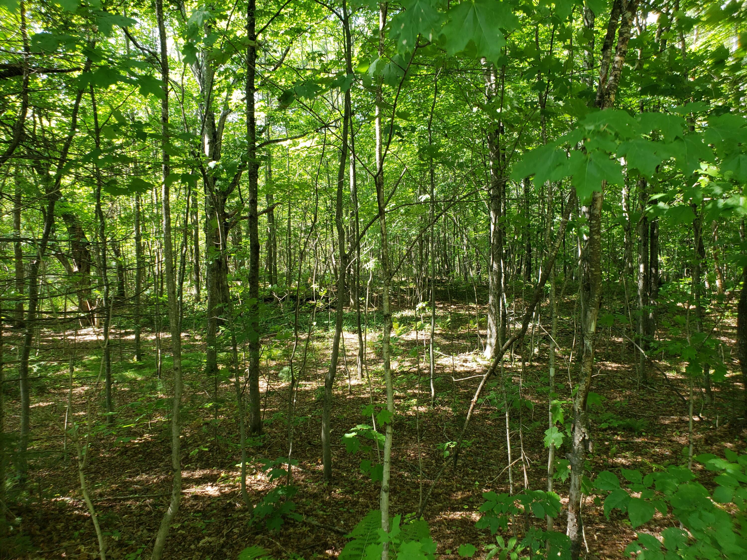 Tbd Tyler Road Bethel, ME 04217 - Photo 17 of 26 View from road to foundation