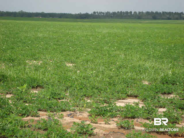 1001 Boros Road Elberta, AL 36530 - Photo 1 of 1