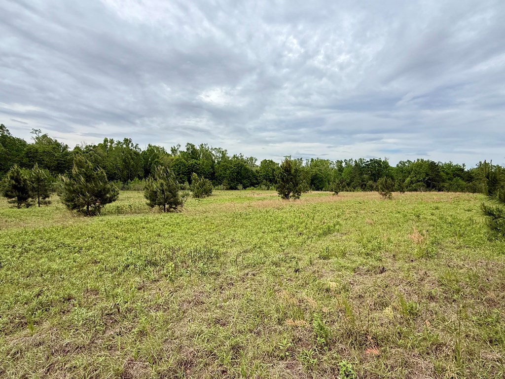 50-acres Dillard Road Pansey, AL 36370 - Photo 9 of 13