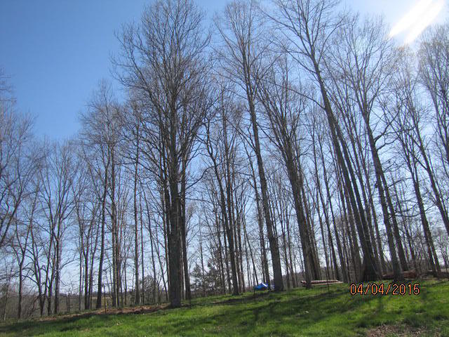 1150 Gallaher Road Philadelphia, TN 37846 - Photo 2 of 16 IMG_9798