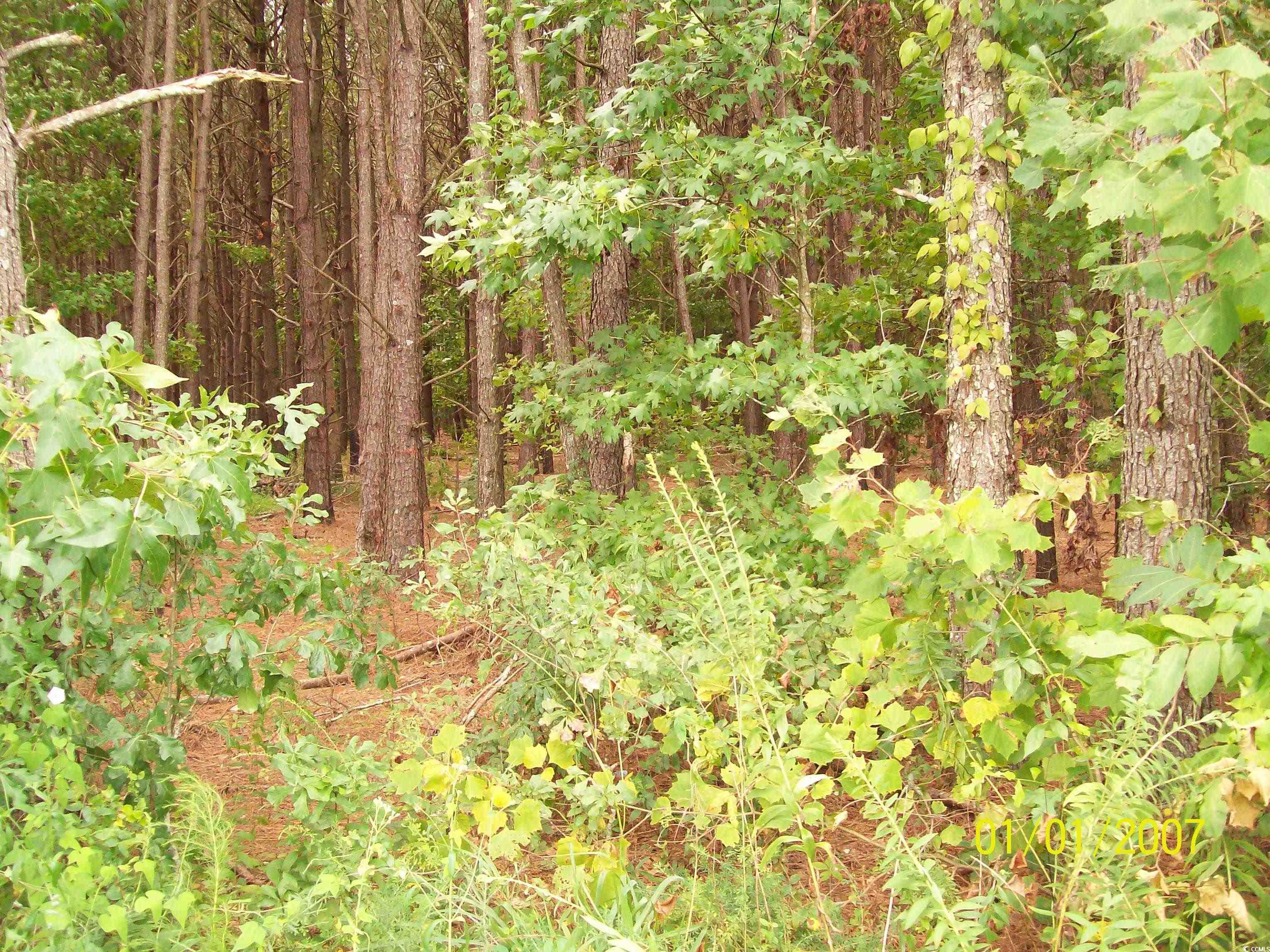 Lot 2 Riverbend Road Loris, SC 29569 - Photo 1 of 1 View of local wilderness