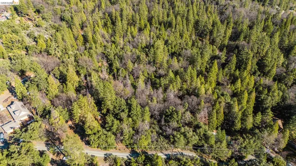 a view of a lush green forest