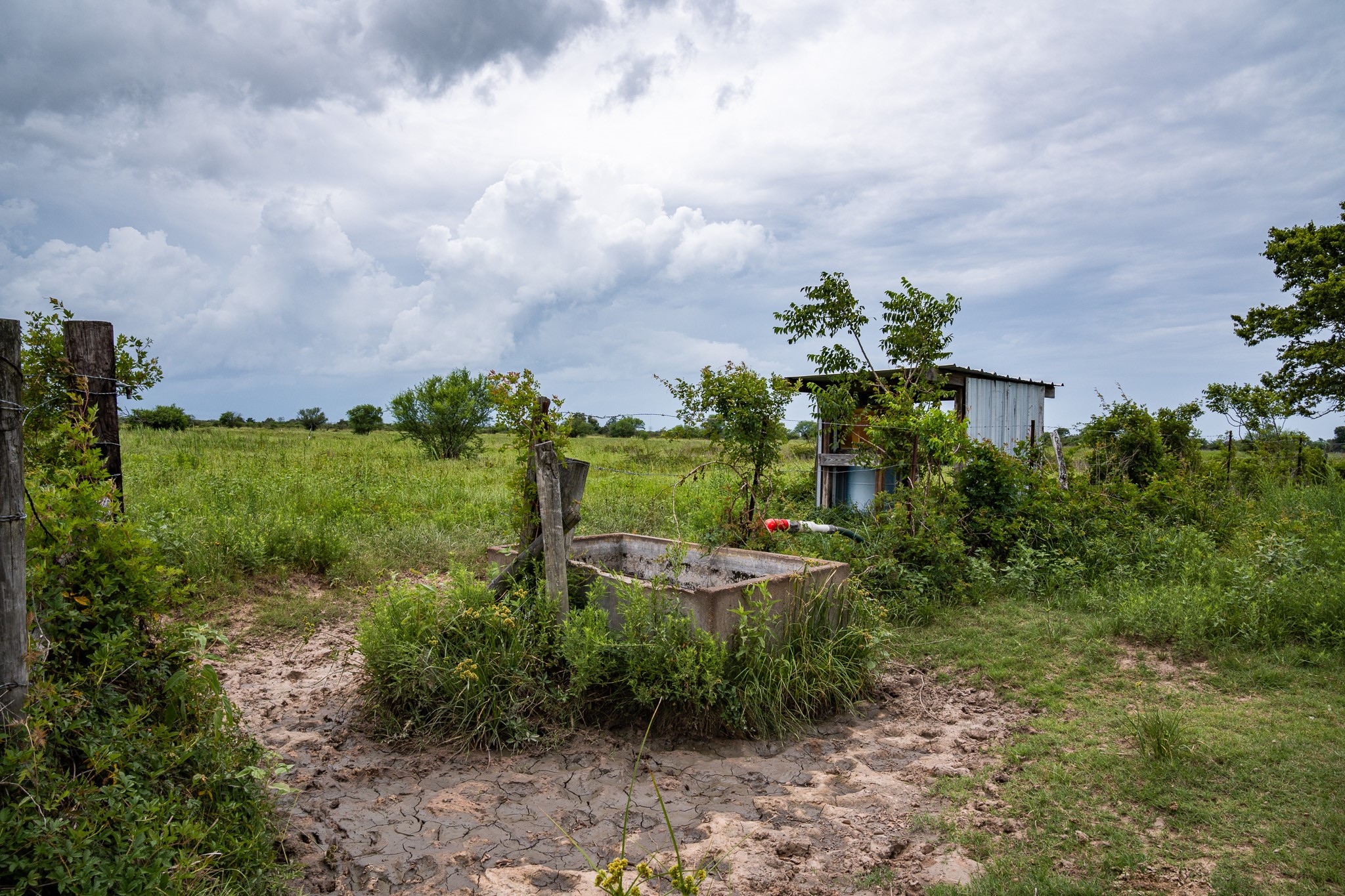 Tbd Rice Road Cat Spring, TX 78933 - Photo 22 of 39 a view of a garden with plants and large trees