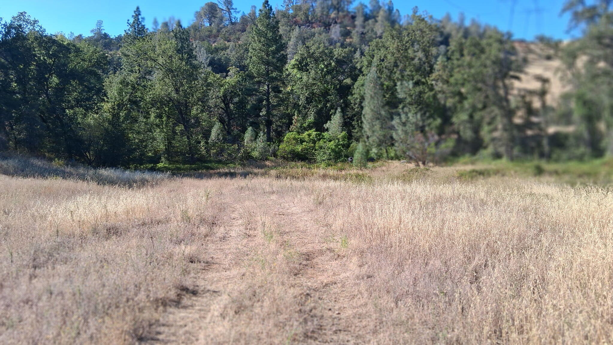 189-acres Shingletown Ridge Road Shingletown, CA 96088 - Photo 5 of 13 8475