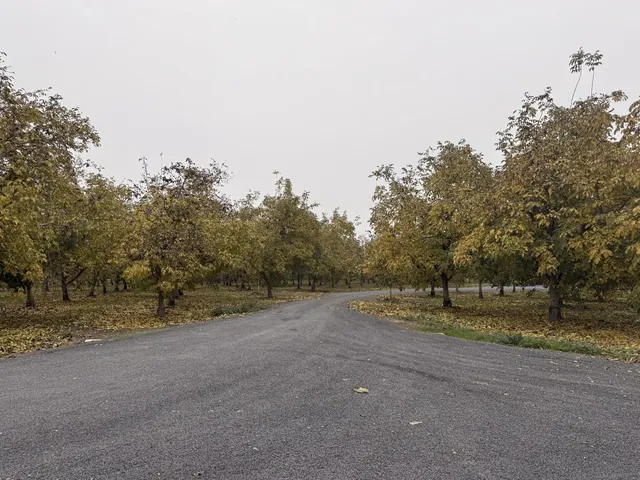 a view of dirt yard with large trees
