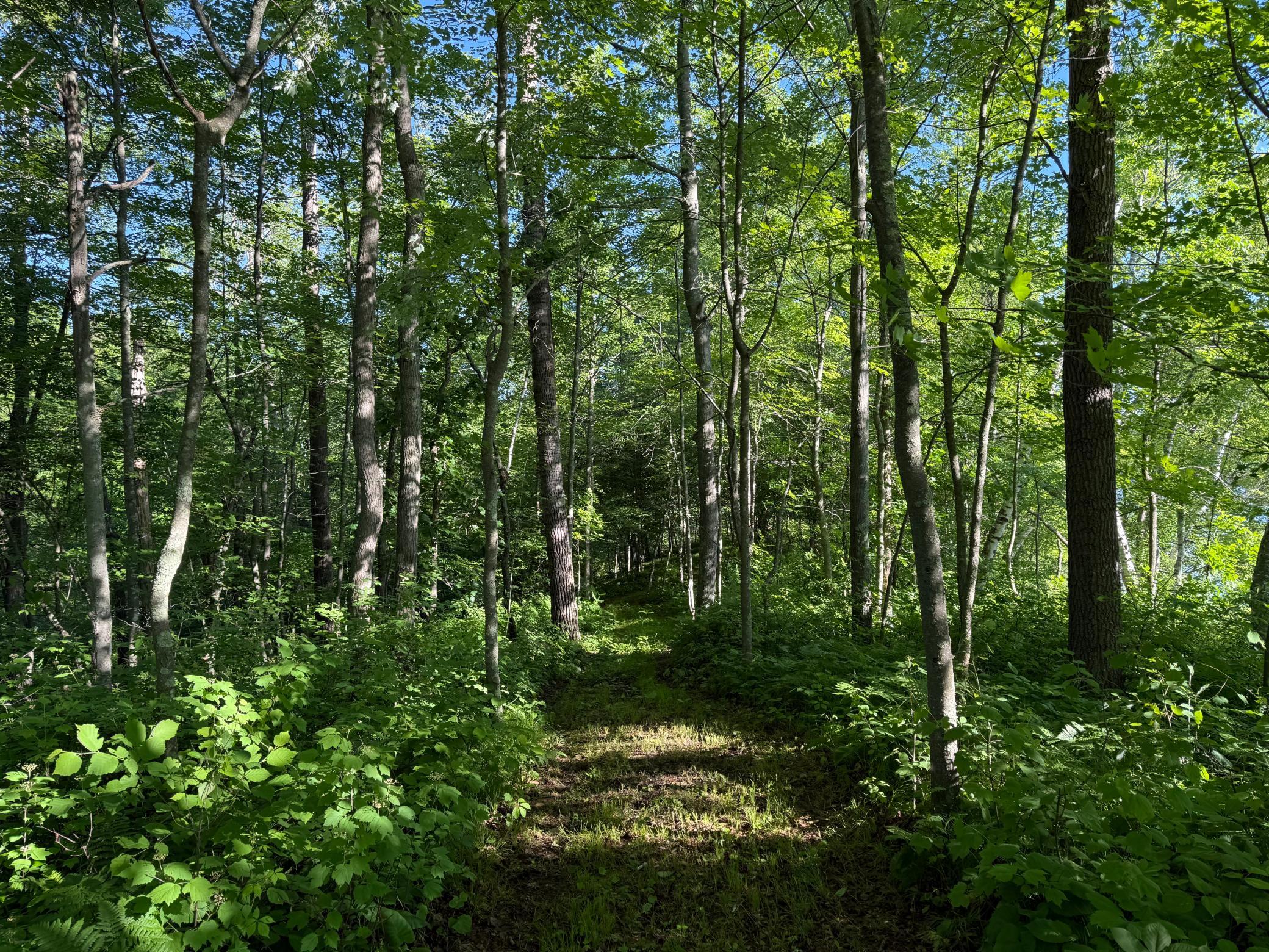 Tbd Sathre Lane Shell Lake, WI 54871 - Photo 24 of 34