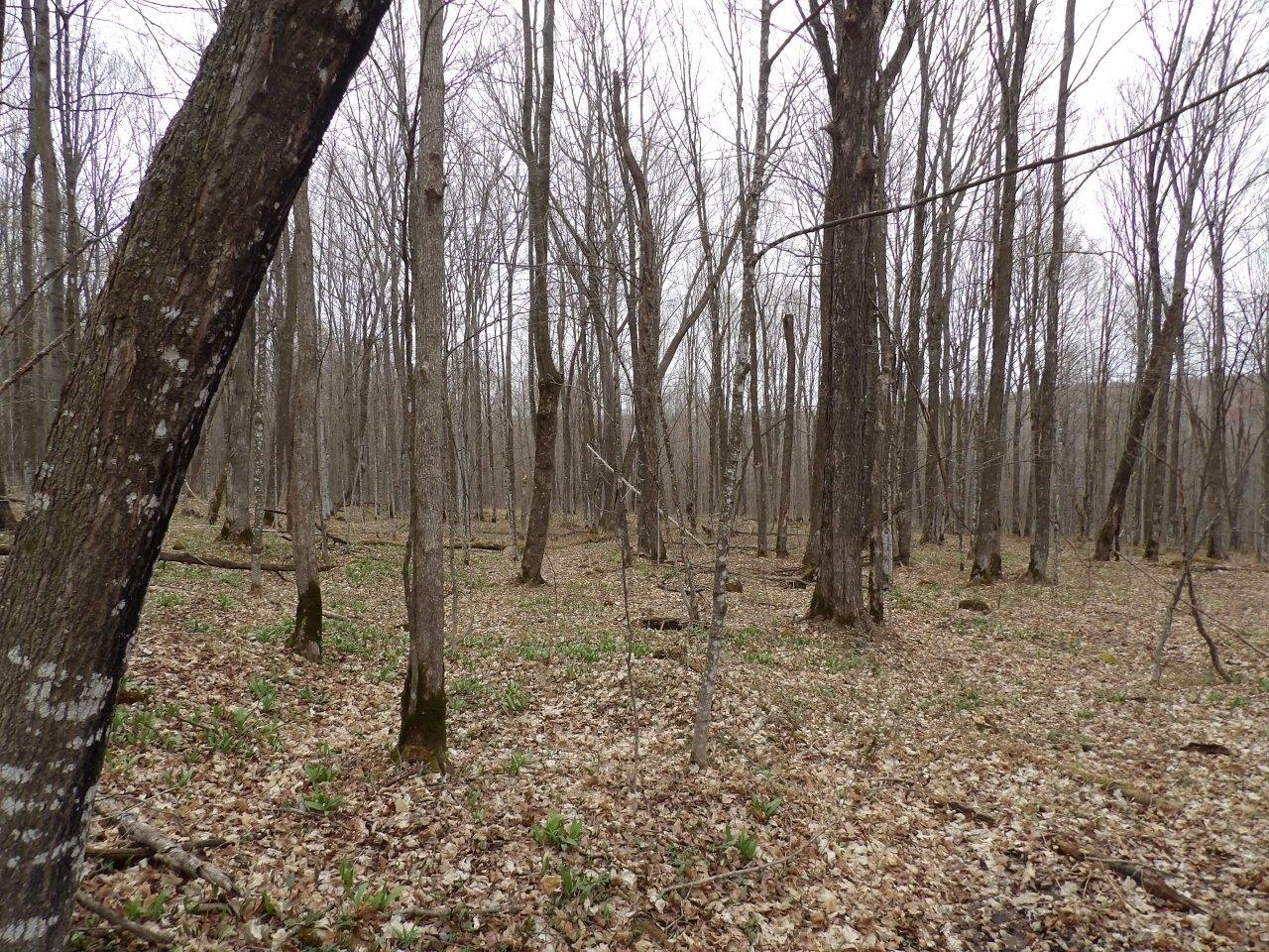 On Tower Road Winter, WI 54896 - Photo 14 of 21 Gallery Image 14