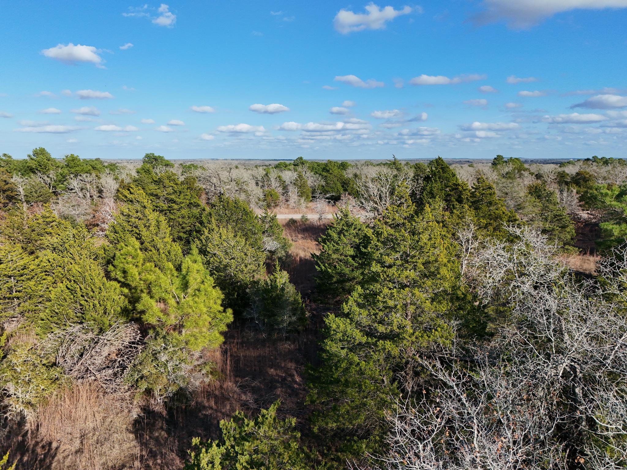 Lot 4 South Old Potato Road Paige, TX 78659 - Photo 6 of 17 View of wooded area