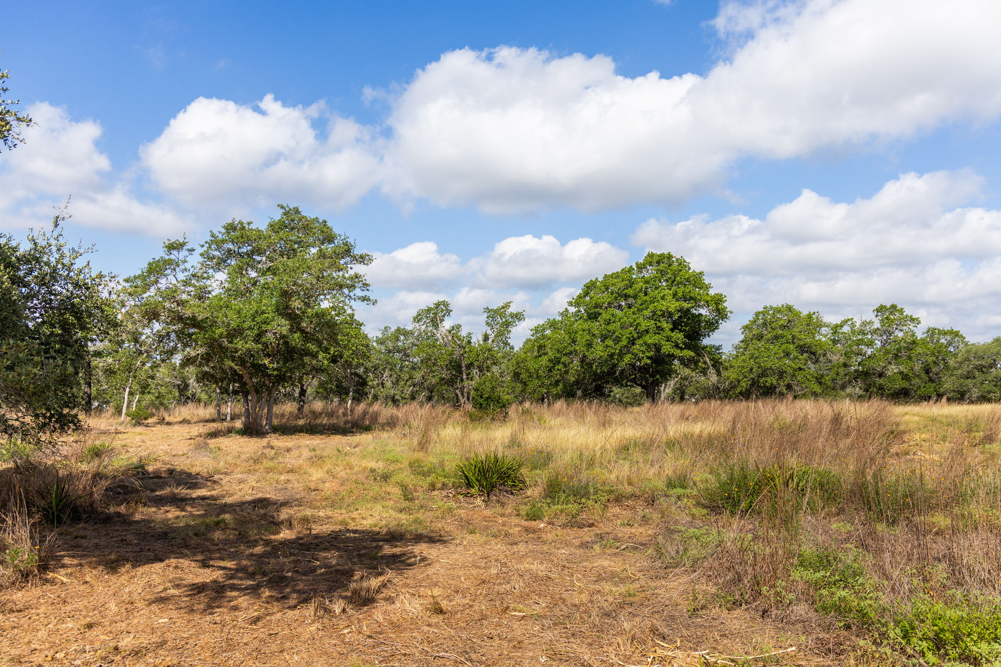 5385 Ranch Road 165 Blanco, TX 78606 - Photo 12 of 40 A pristine parcel of open land beckons with native grasses and mature trees under a vast sky.