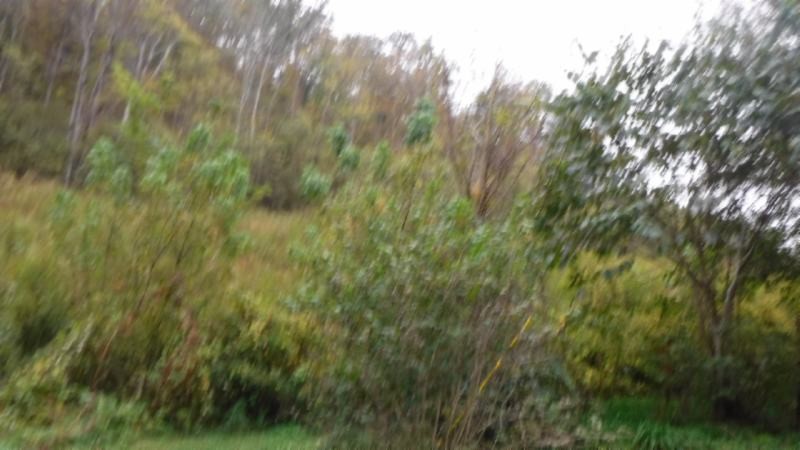 40 Hunting Creek Road Whitleyville, TN 38588 - Photo 5 of 8 Gallery Image 5