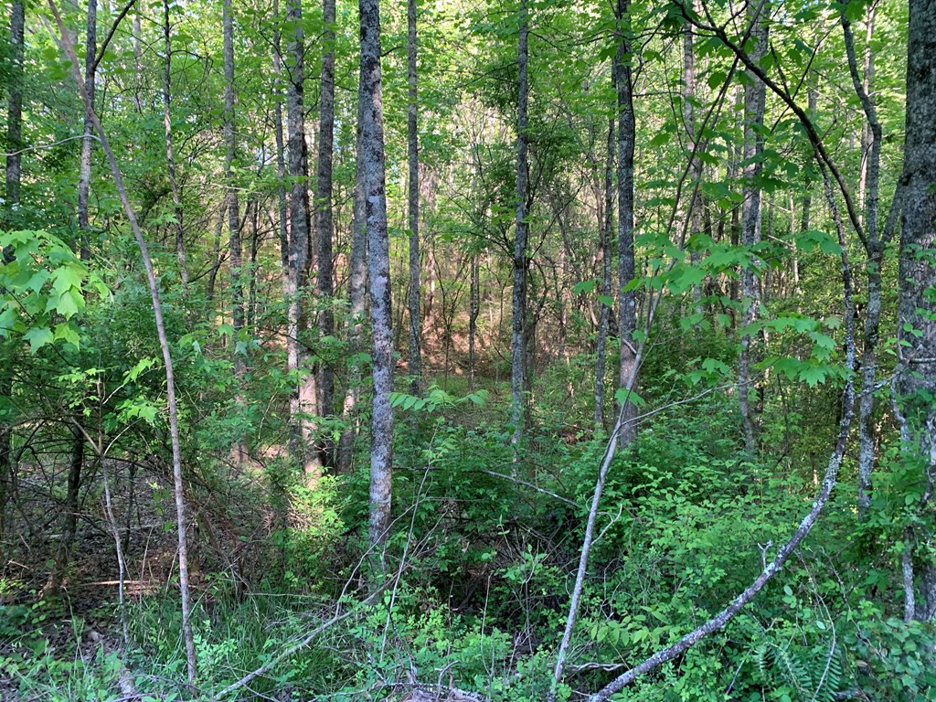 4 Hunter Vly Road Murphy, NC 28906 - Photo 9 of 16