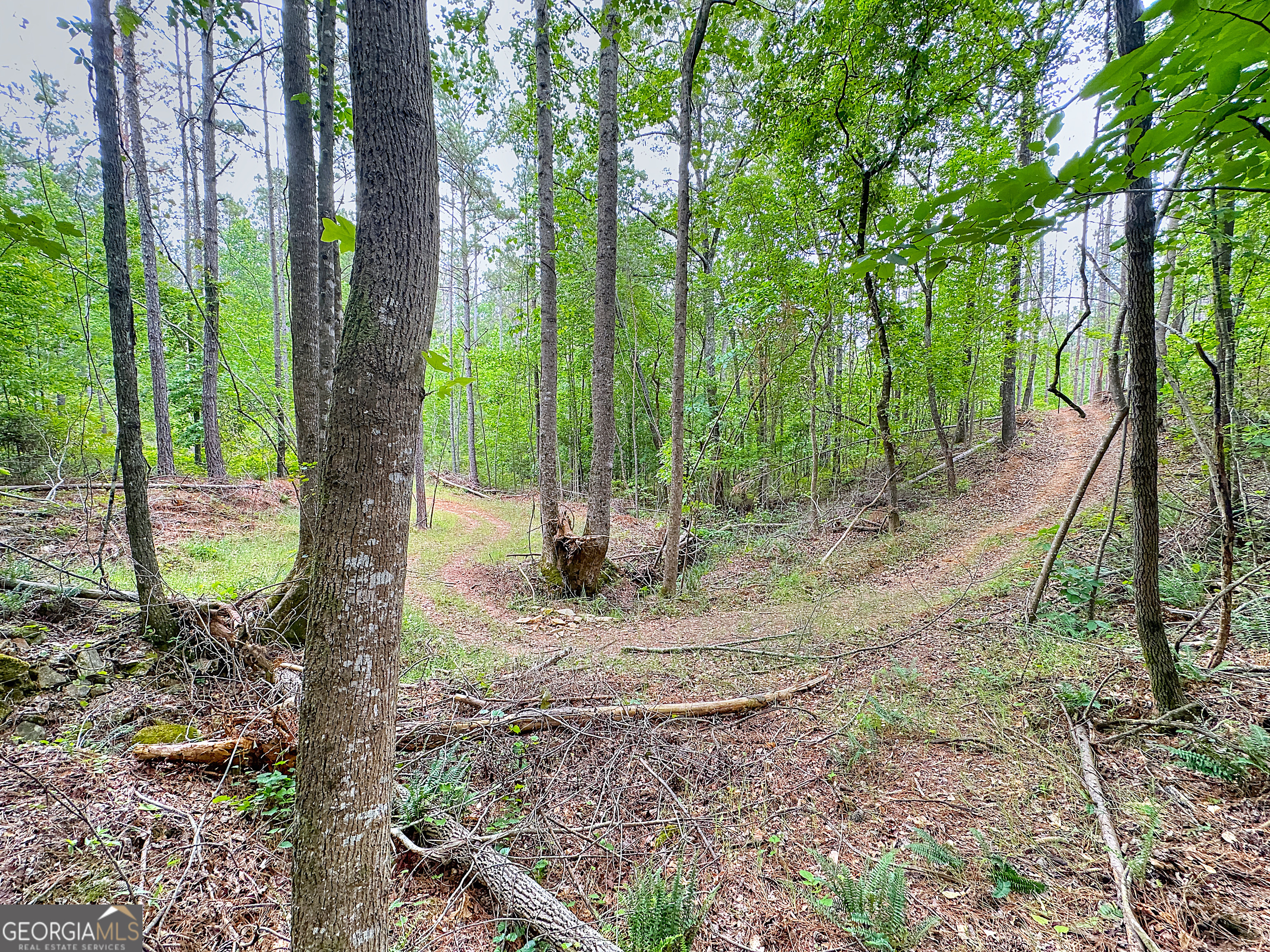 0 Rollin Mill, Unit TRACT 6 Franklin, GA 30217 - Photo 13 of 19 a view of a yard with a tree