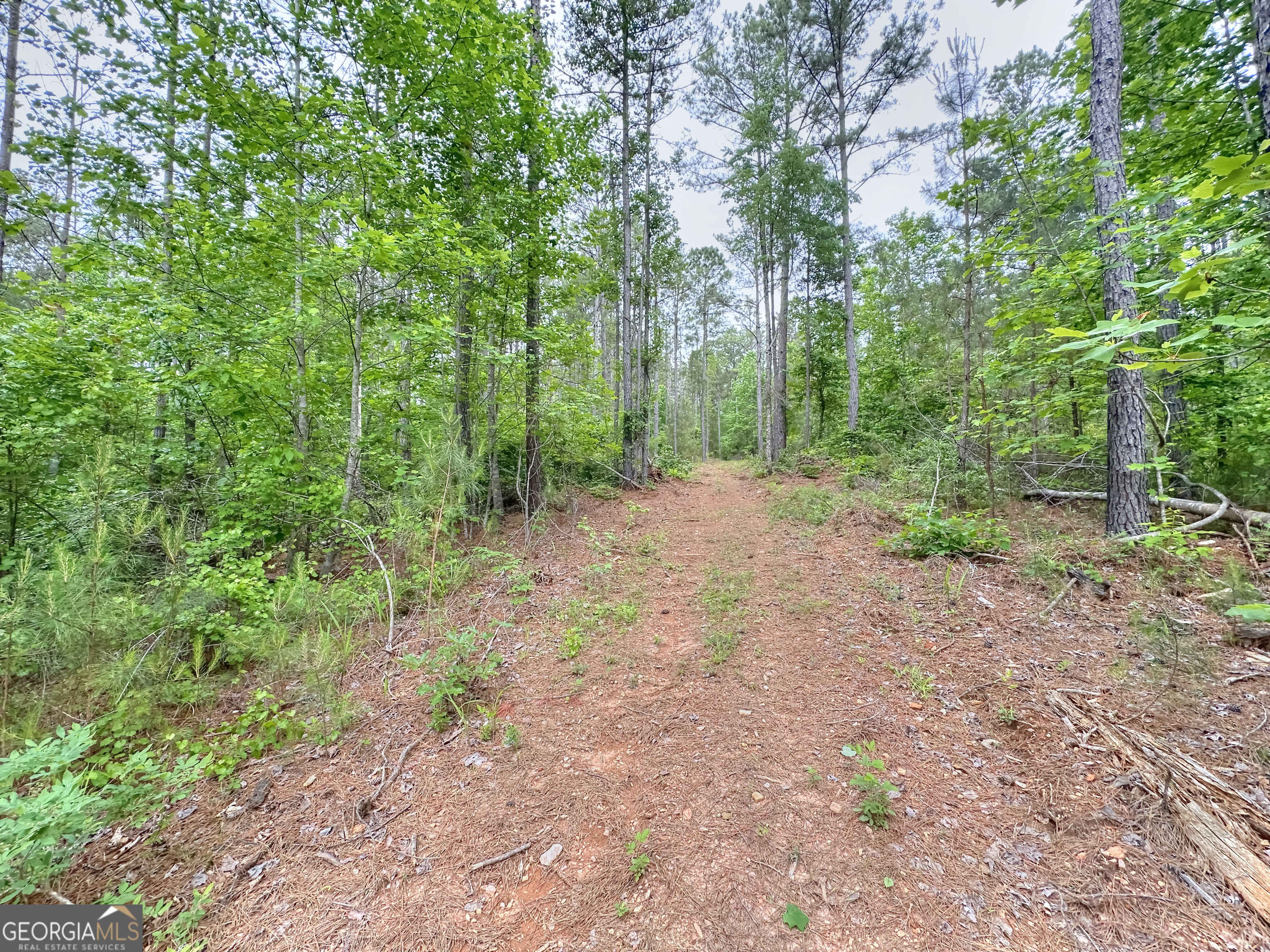 0 Rollin Mill, Unit TRACT 6 Franklin, GA 30217 - Photo 14 of 19 a view of a forest with trees in the background