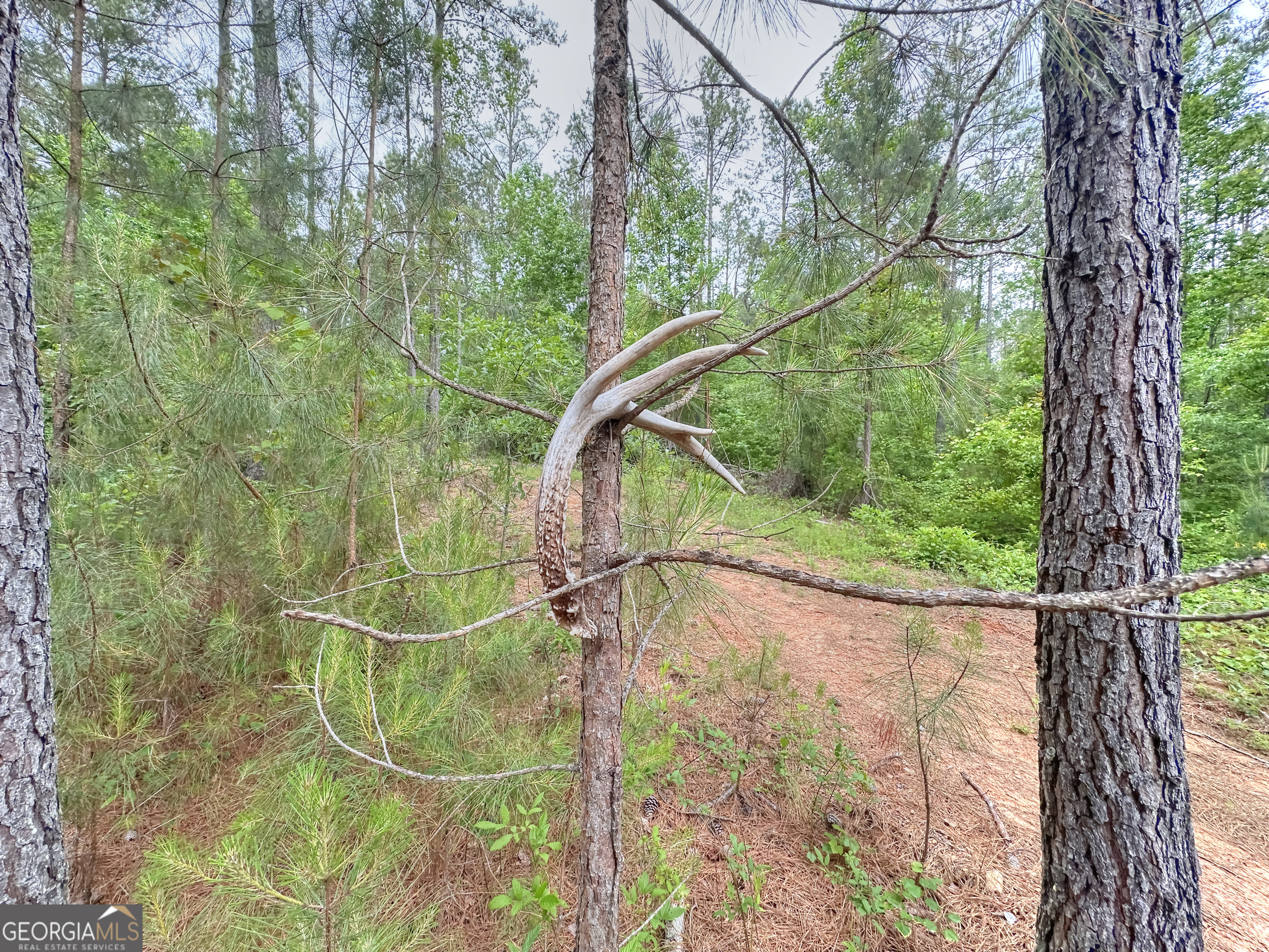 0 Rollin Mill, Unit TRACT 6 Franklin, GA 30217 - Photo 2 of 19 a view of a yard in a house