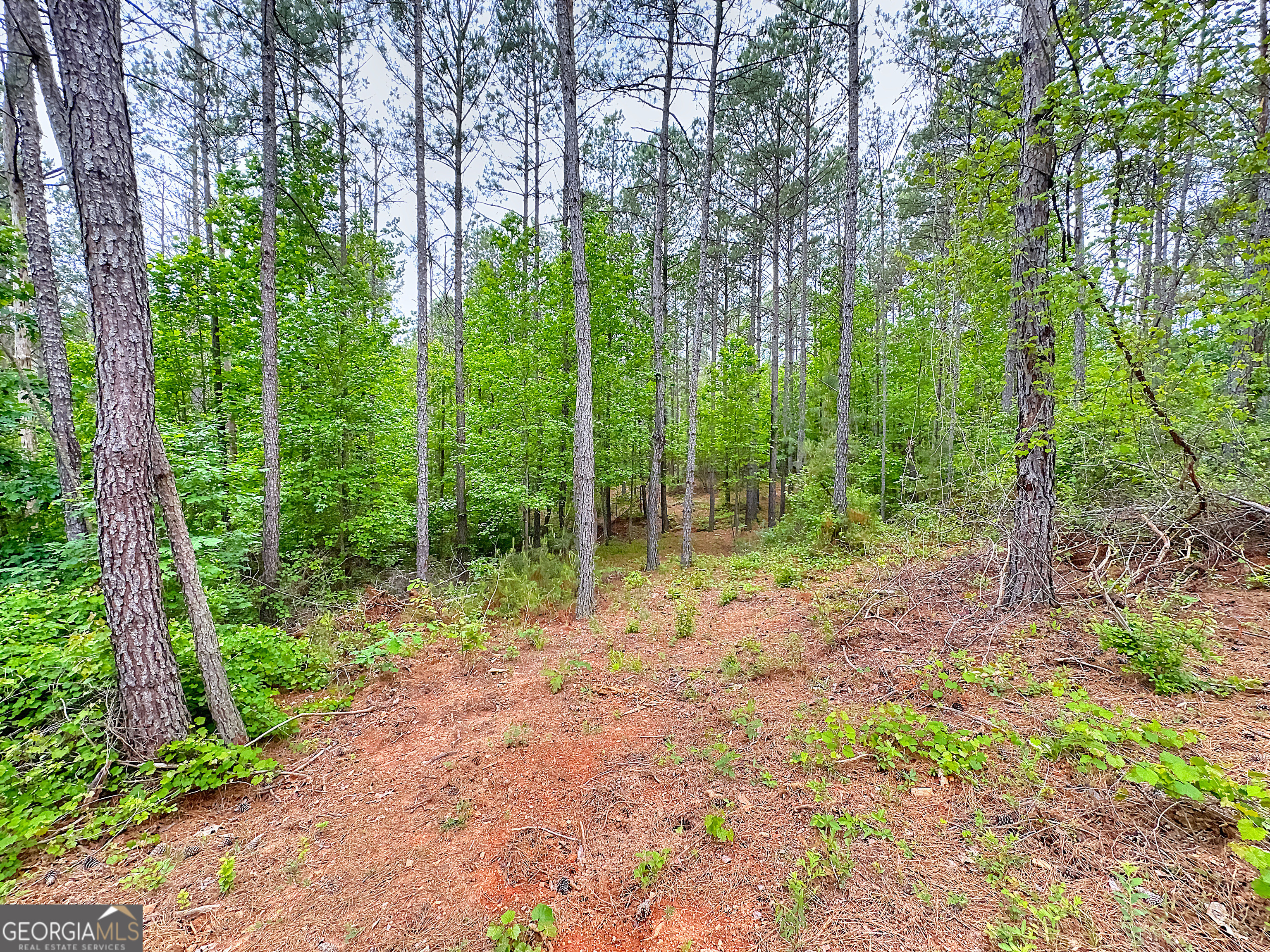 0 Rollin Mill, Unit TRACT 6 Franklin, GA 30217 - Photo 9 of 19 a view of forest