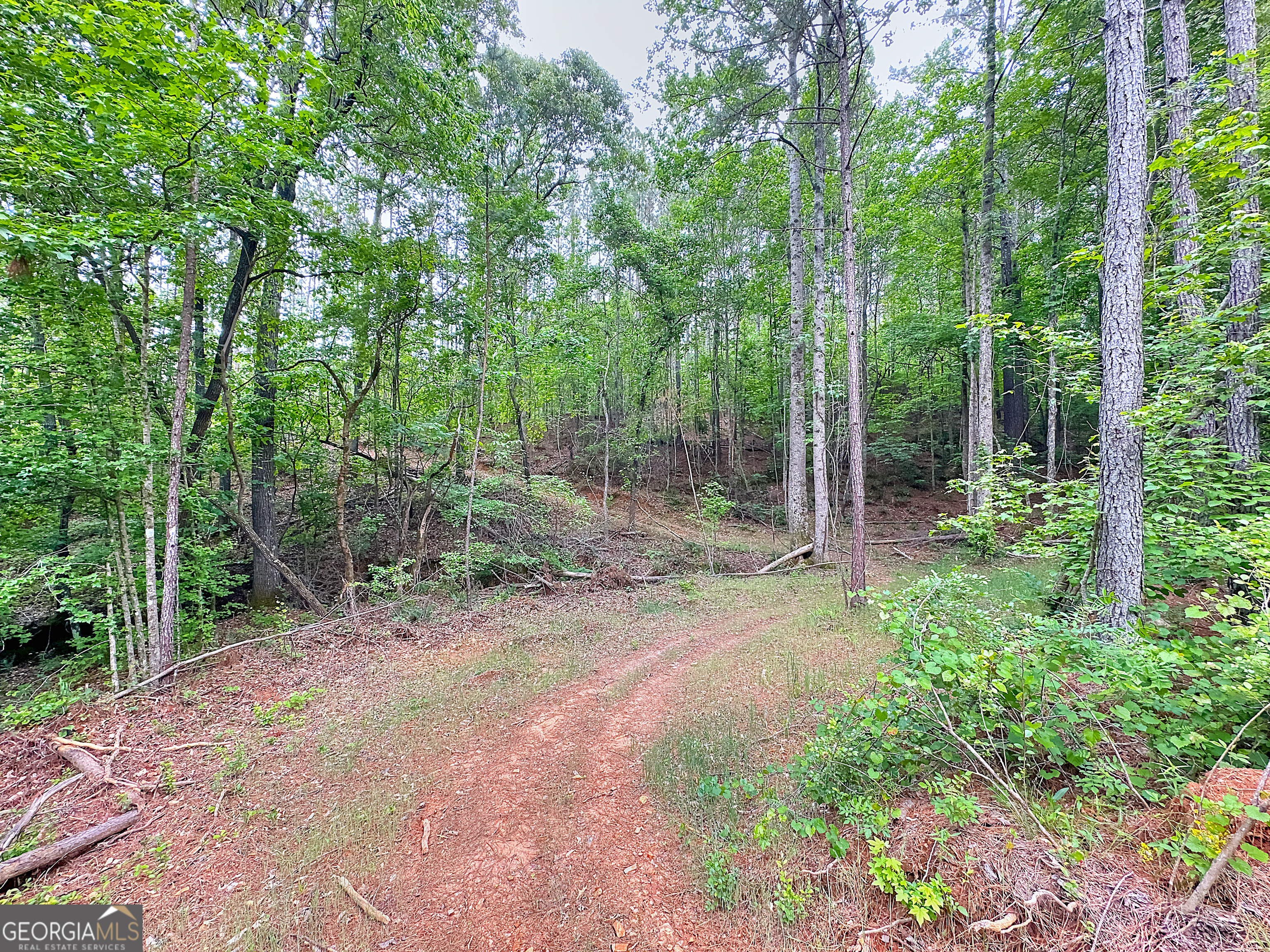 0 Rollin Mill, Unit TRACT 6 Franklin, GA 30217 - Photo 10 of 19 a view of a forest filled with trees