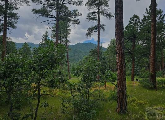 Tbd Zorn Road Rye, CO 81069 - Photo 5 of 13