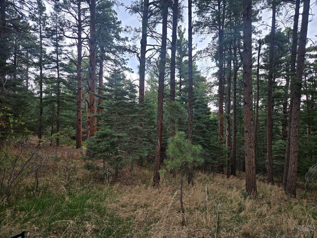 Tbd Zorn Road Rye, CO 81069 - Photo 7 of 13