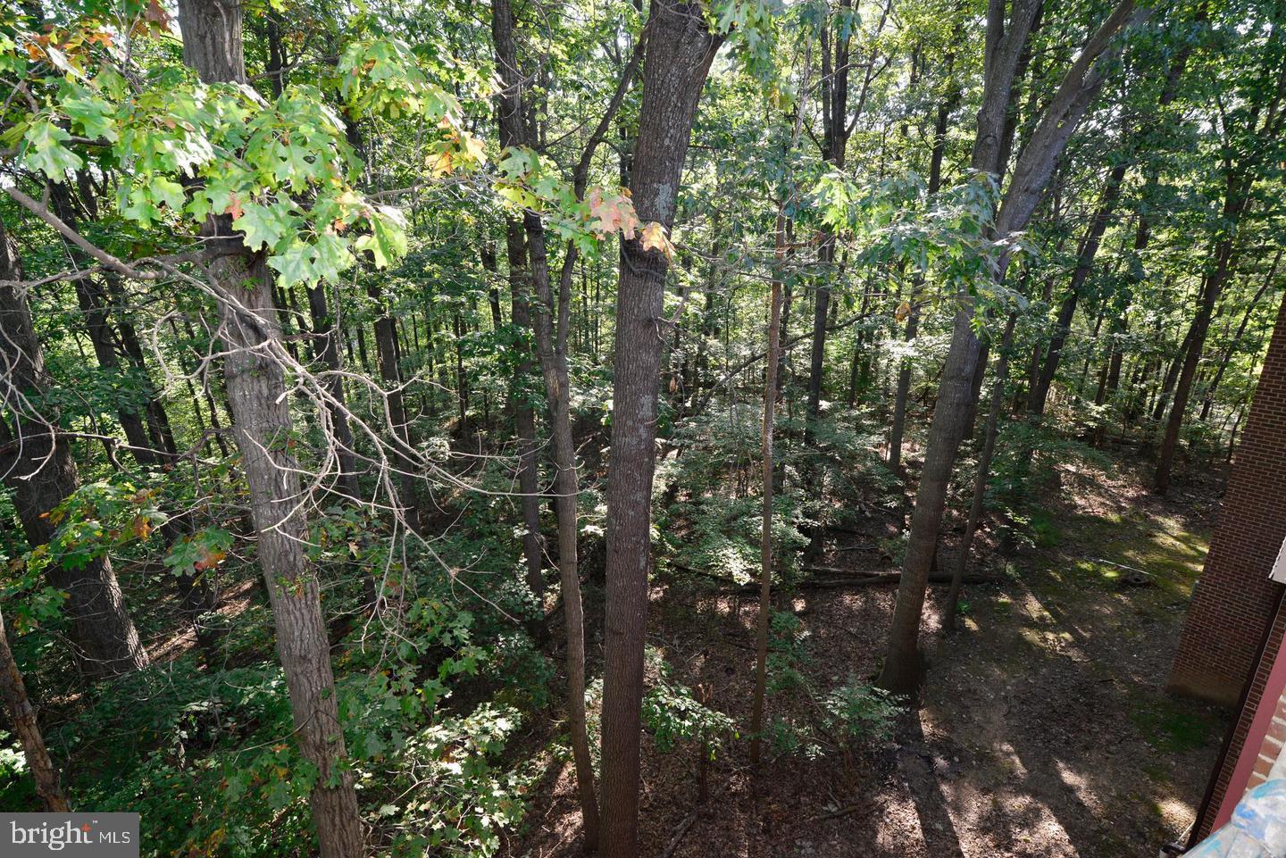 11803 Breton Court, Unit 32C Reston, VA 20191 - Photo 20 of 23 a view of a tree