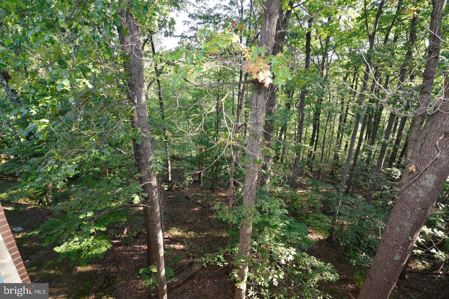 11803 Breton Court, Unit 32C Reston, VA 20191 - Photo 21 of 23 a view of a tree