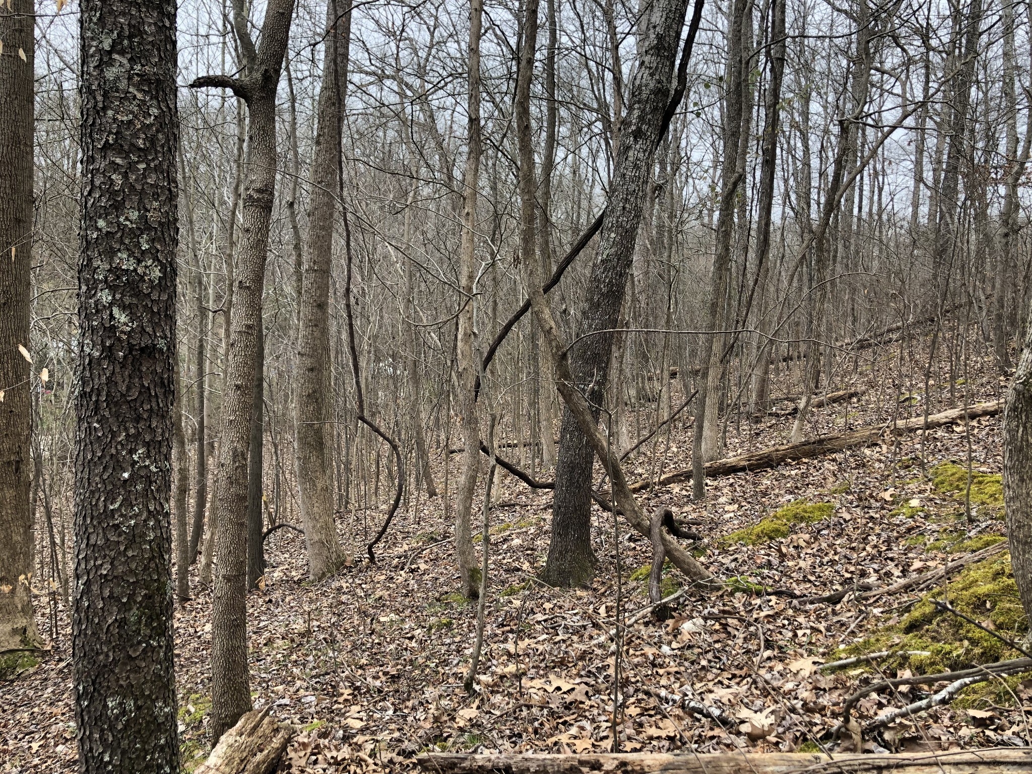 0 Kinnaird Access Road Camden, TN 38320 - Photo 2 of 3 Gallery Image 2