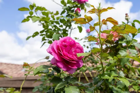 $1,399,000 | 7957 Auberge Circle, San Diego, CA 92127