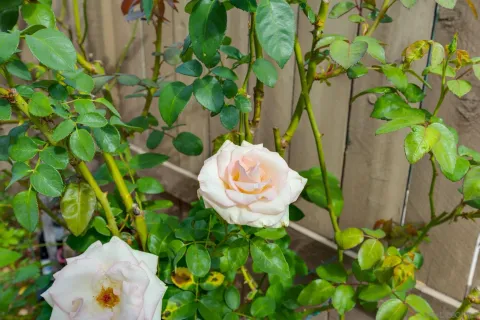 $1,399,000 | 7957 Auberge Circle, San Diego, CA 92127