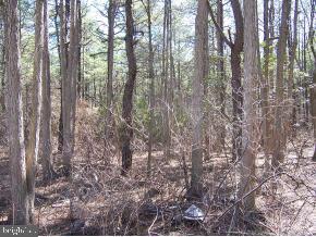 0 Millie Road Tuckerton, NJ 08087 - Photo 2 of 9 Gallery Image 2