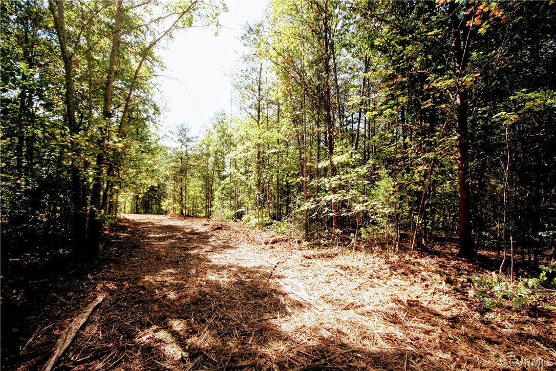 0 Glover Hill Road Buckingham, VA 23921 - Photo 20 of 50 a view of a forest with trees