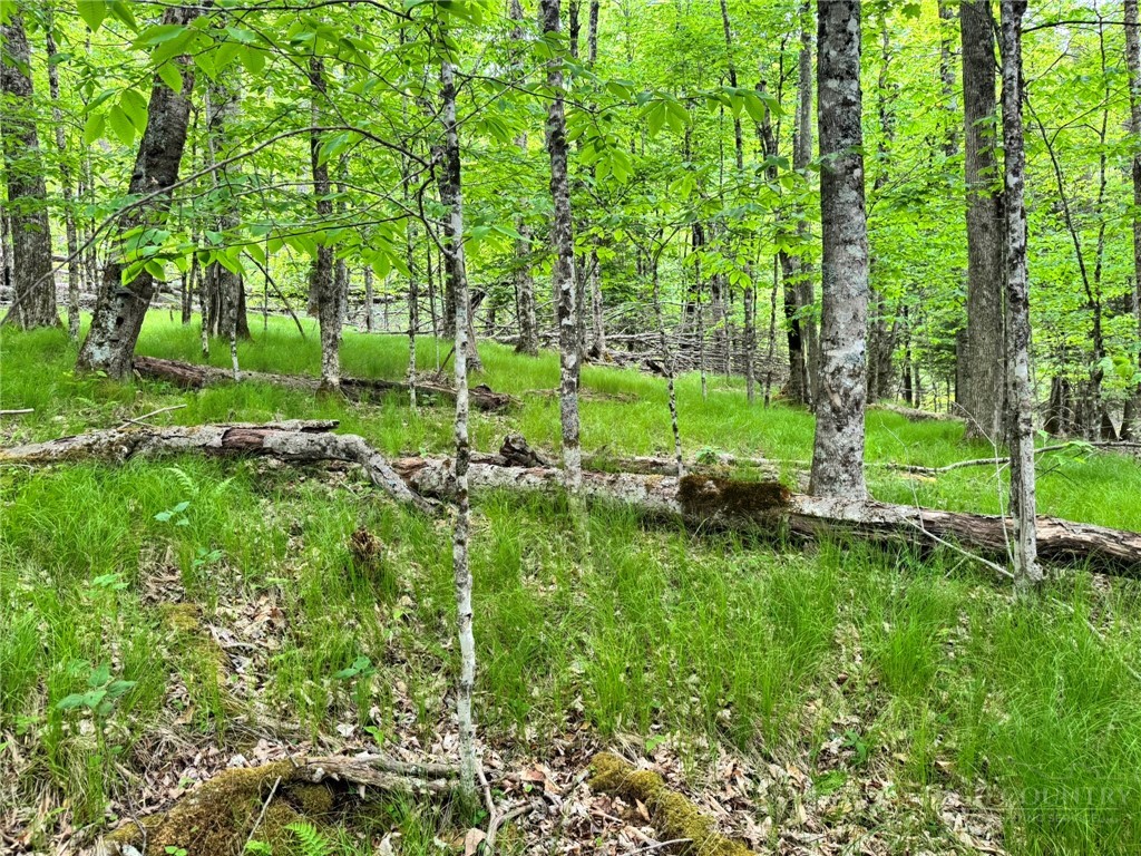 146 Hornbeam Road Beech Mountain, NC 28604 - Photo 3 of 14