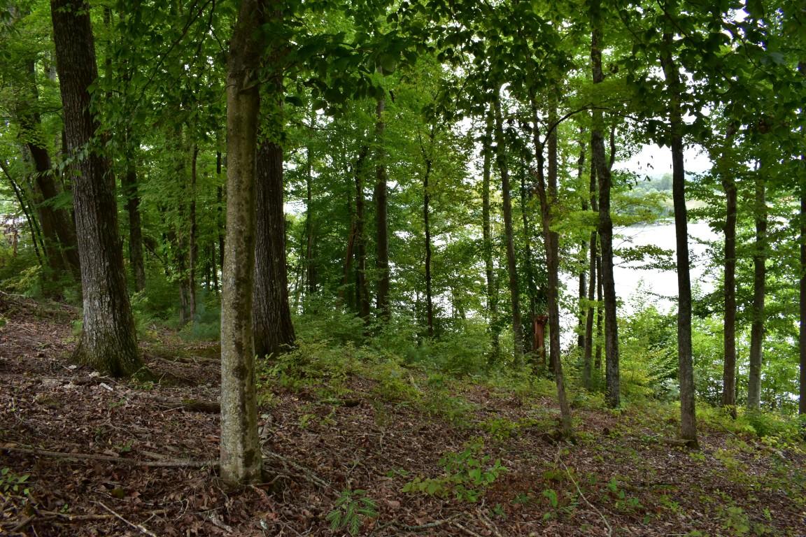 Lot 12 Spring Crossing Dr Spring, Unit 12 Spring City, TN 37381 - Photo 11 of 27 Lot 12 Spring Crossing mid lot 3 (Medium