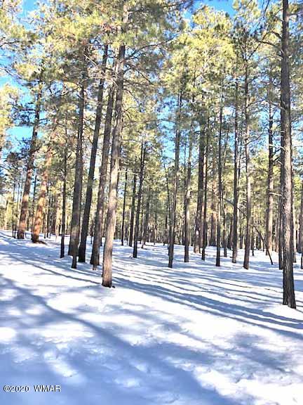 6 County Road Alpine, AZ 85920 - Photo 12 of 13