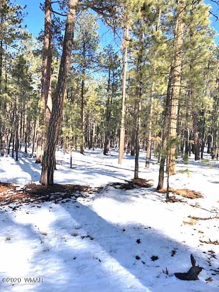 6 County Road Alpine, AZ 85920 - Photo 3 of 13