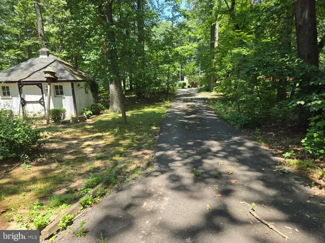 a tree in the middle of a forest