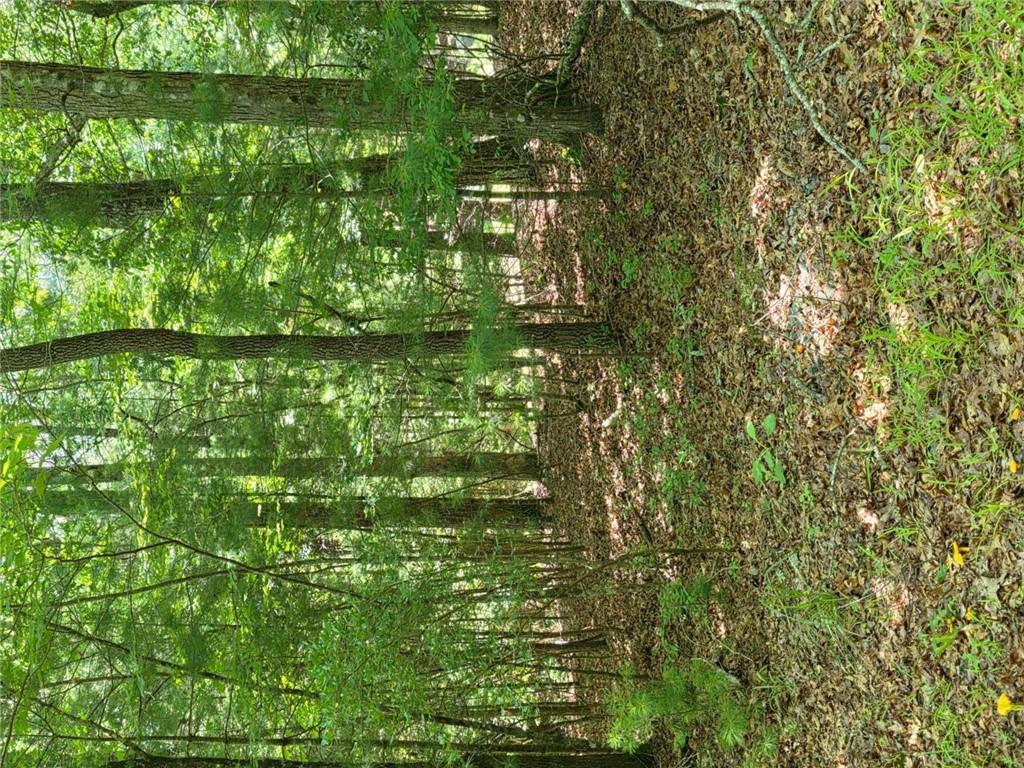 Lot 1 High Knee Road Cherry Log, GA 30522 - Photo 15 of 18 a view of outdoor space and trees