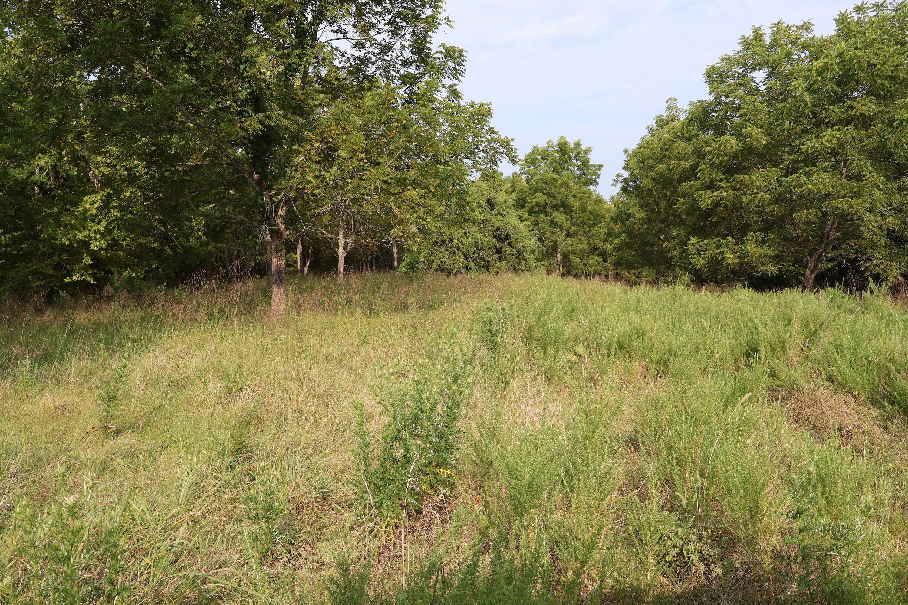 0 Russel Ridge Road Ozark, MO 65721 - Photo 16 of 31 IMG_0120