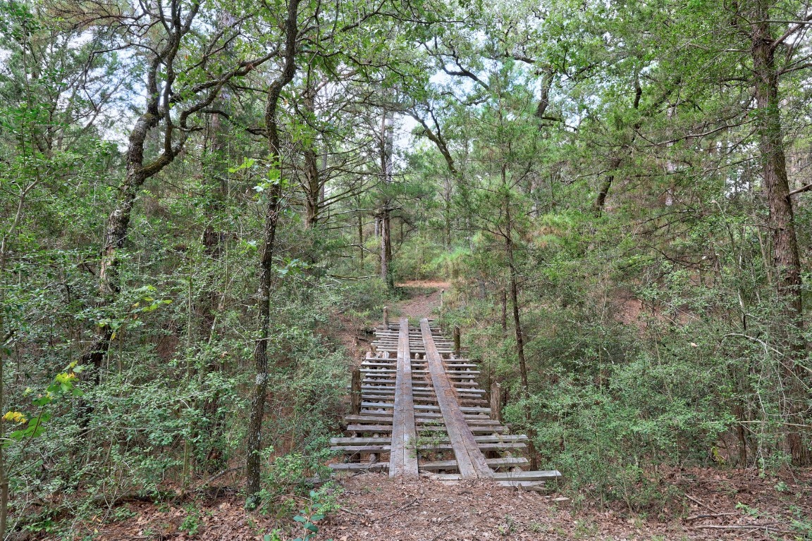 a view of a forest with trees