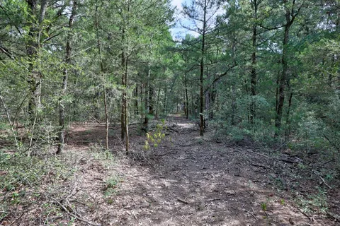 a view of a forest with trees in the background
