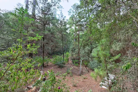 a view of a forest with trees