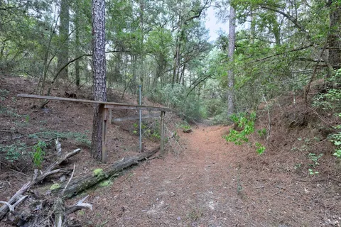 a view of a forest with trees in the background