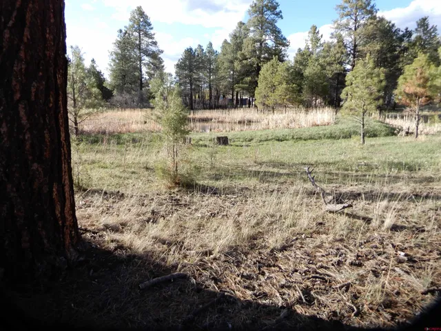 a view of a yard with trees