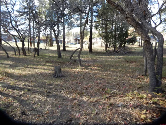 a view of yard with trees