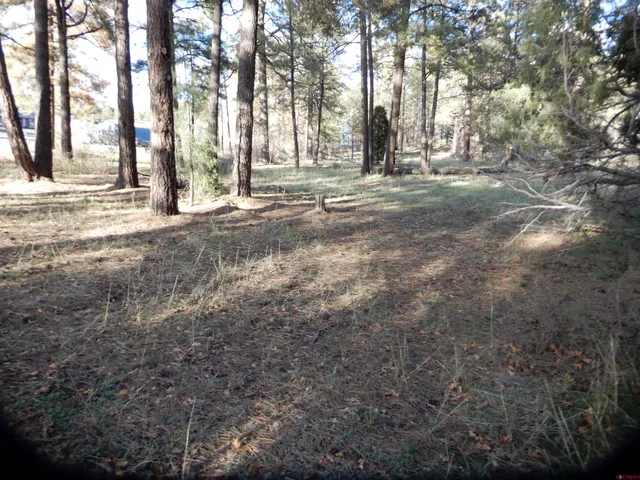a view of a yard with trees