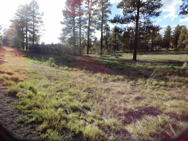 a view of a yard with large trees