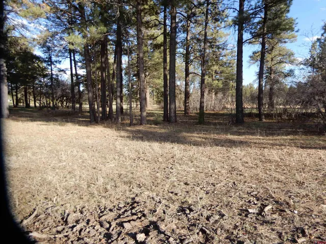 a view of road with trees