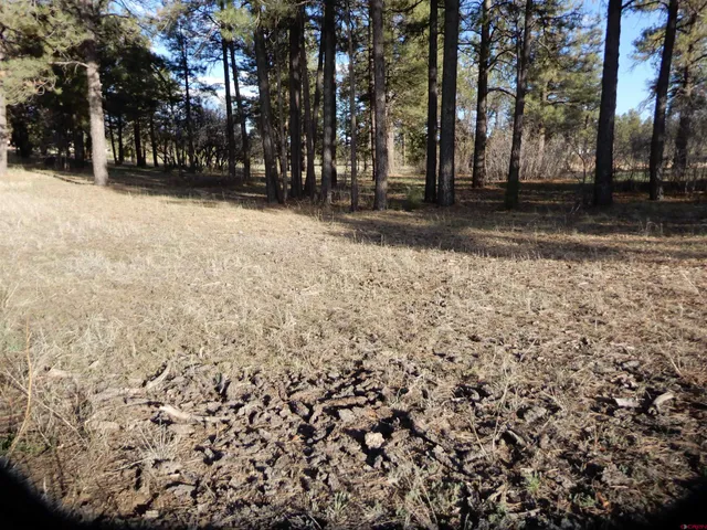 a view of large trees and a yard