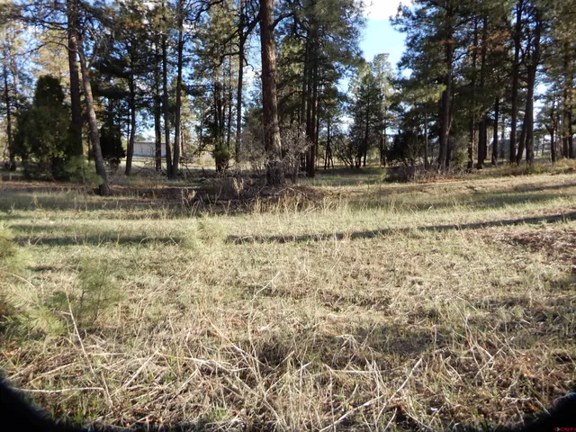 a view of dirt yard with a tree