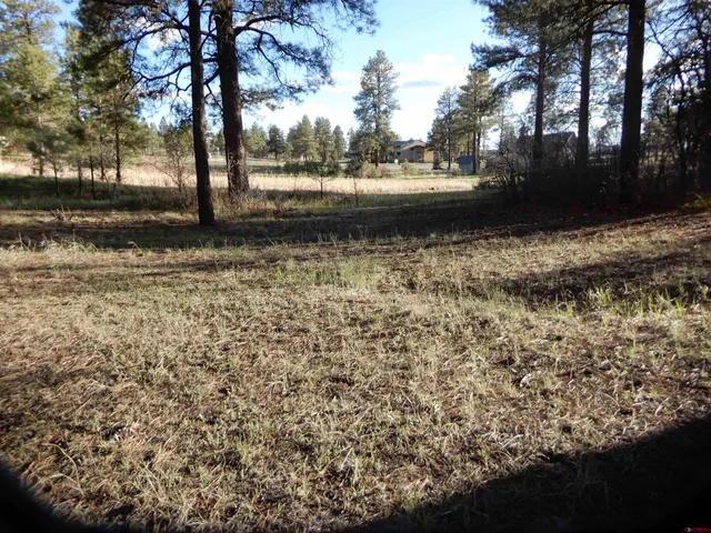 a view of a yard with trees