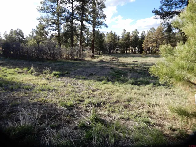 a view of yard with trees